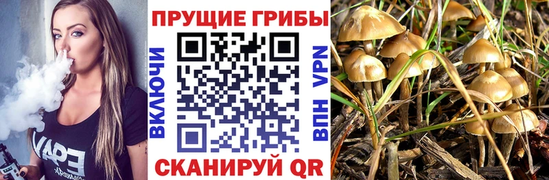 магазин продажи   kraken как зайти  Псилоцибиновые грибы прущие грибы  Кирово-Чепецк 
